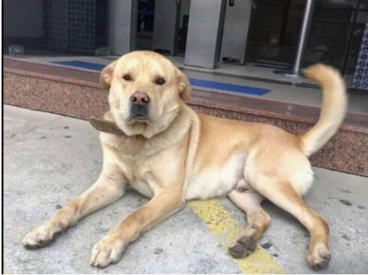 Doação Cachorro- São José SC