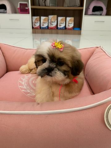 Filhotes de Shih-tzu - Foto 2