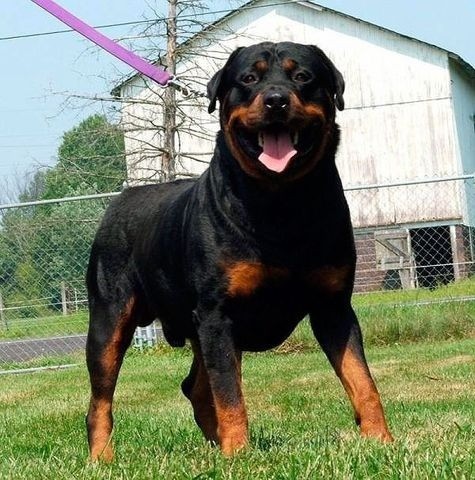 Locação de Cães de Guarda! - Foto 3