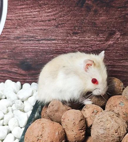 Hamster Anão Russo - Perfil Profissional 