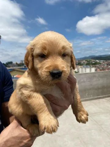 Golden Retriever bem fofinhos $$ - Cachorros e acessórios - Perdizes, São  Paulo 904740490