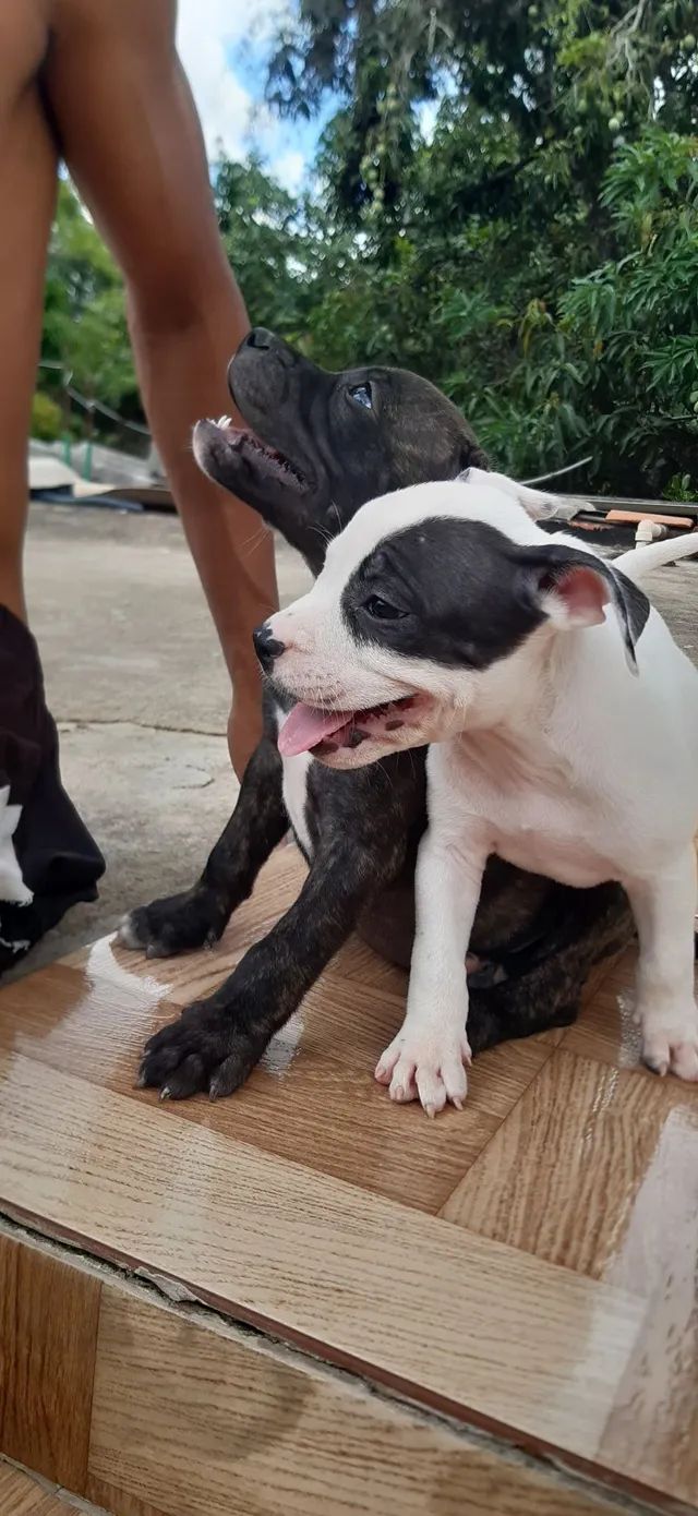 Cachorro Pitbull - Grande Belo Horizonte, Minas Gerais