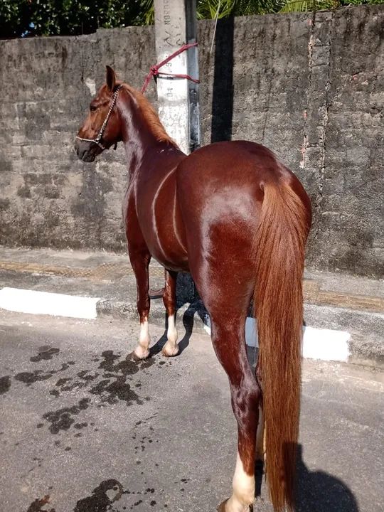 Cavalo Manga larga Marchador  - Foto 2