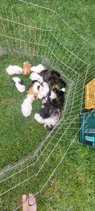 Porquinhos da india peruanos - Foto 2