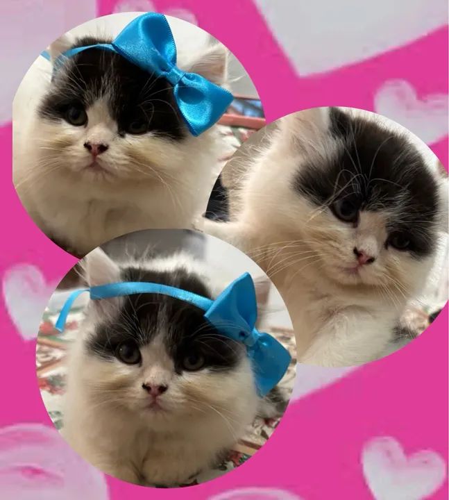 Filhotes de Gato Persa - Foto 4