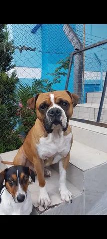 Cachorro Boxer Branco, Santo André, Parque das Nações - Doplim - 89955