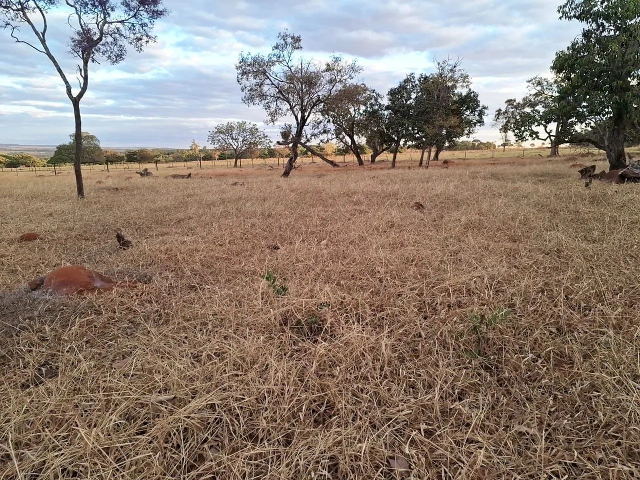 Chácara 2,5 km de Bela Vista de Goiás.  - Foto 5