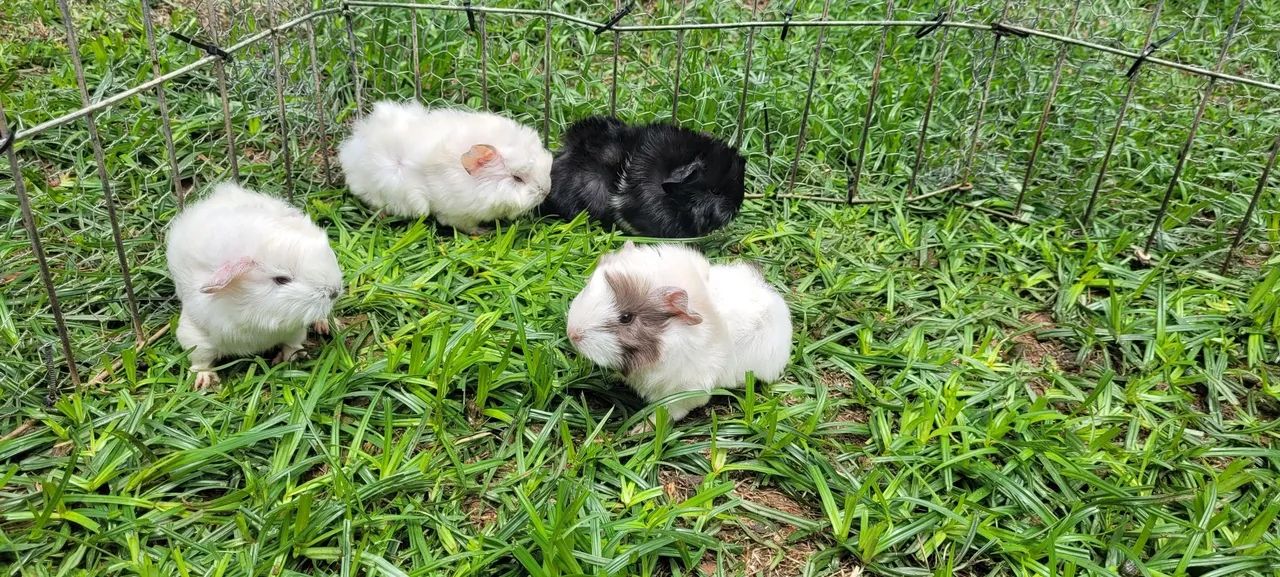 Porquinhos da india peruanos - Foto 3