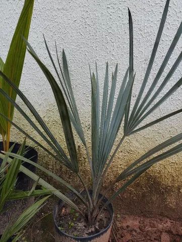 Vendo muda de palmeira azul