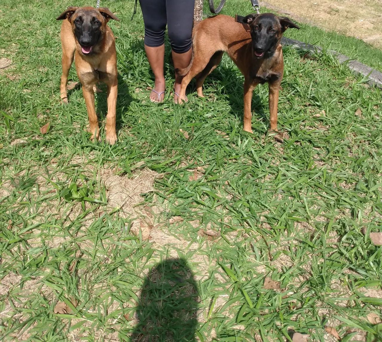 Dois filhotes de Pastor belga malinois 