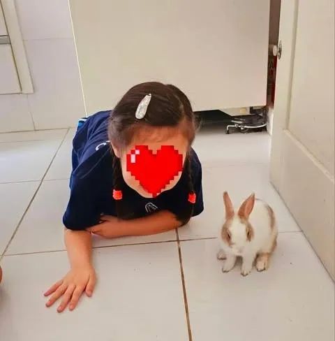 DOAÇÃO DE COELHINHO MINI FILHOTE, FOFINHO, 6 MESES - Foto 2