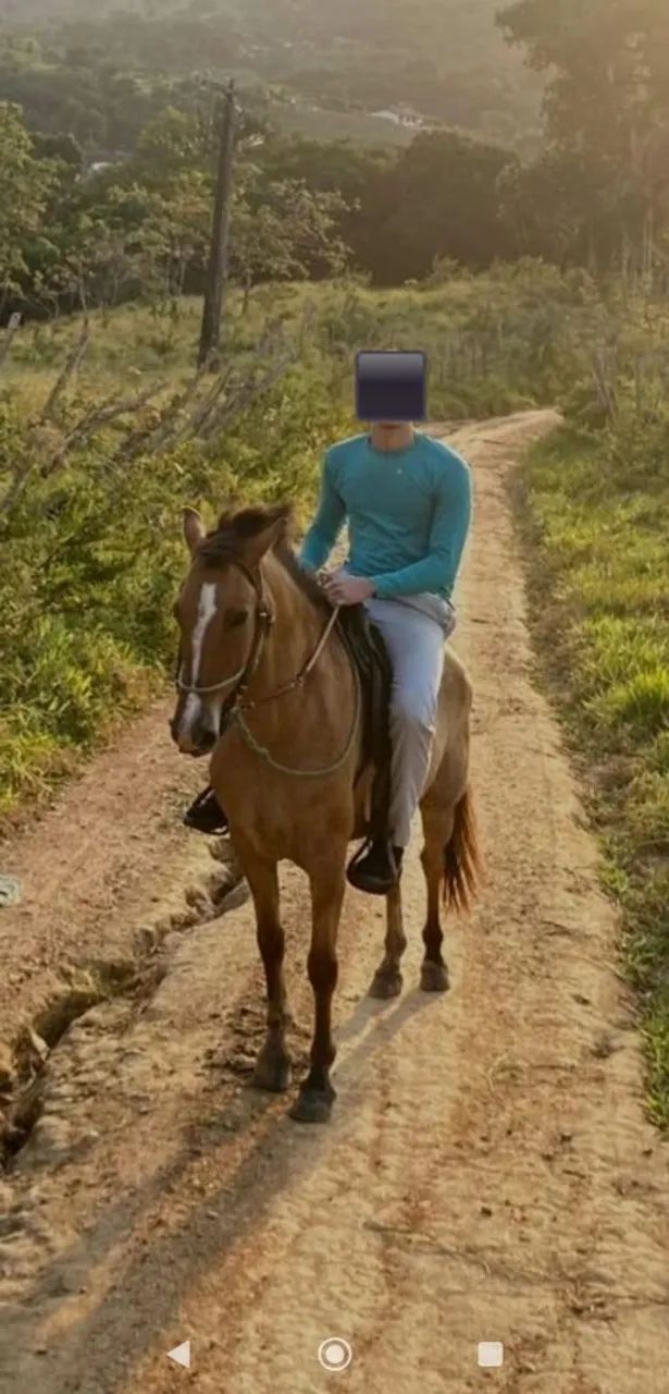 Cavalo com passada - Bom e novo  - Foto 2