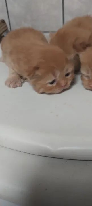 Dois Gatinhos Persas Lindos par3 femeias e 1 macho de persa.  1500 fêmea e 1200 maa Adoção - Foto 3