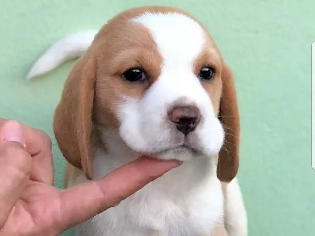 Beagle 13 polegadas, bicolor e tricolor, com suporte veterinário gratuito!
