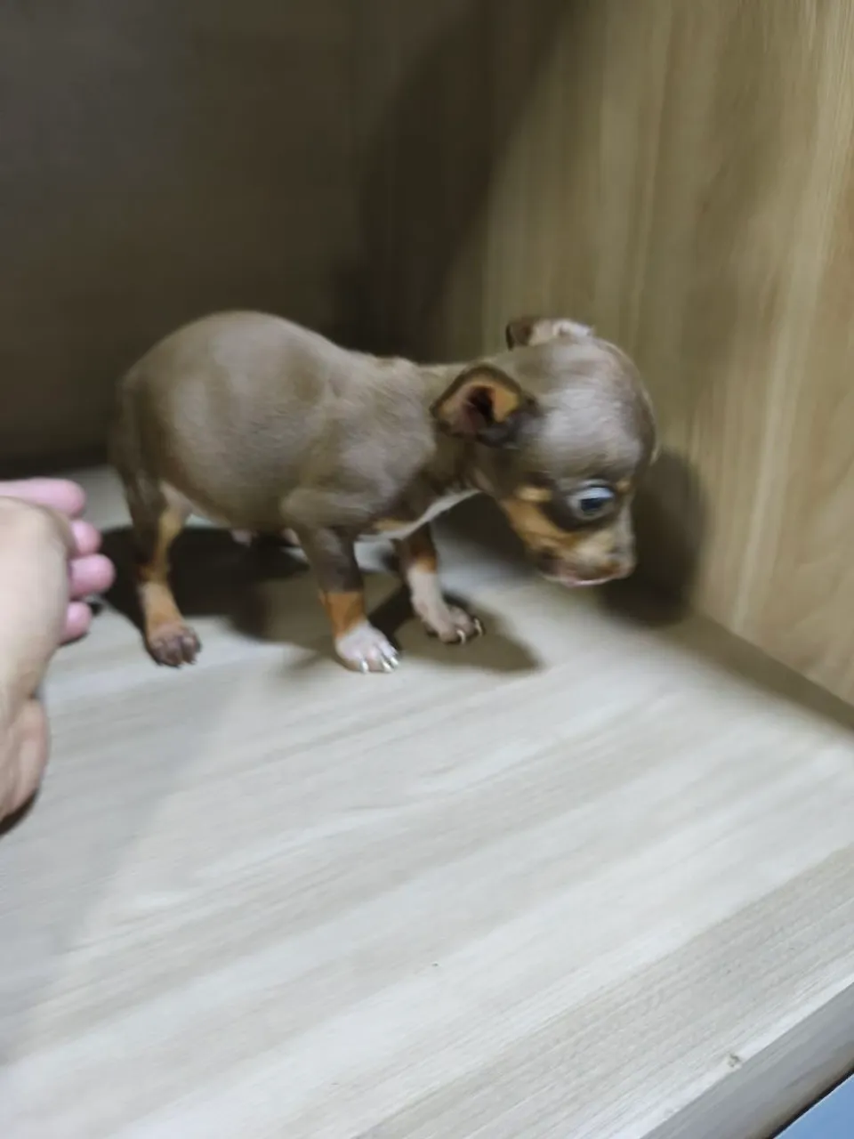 Pinscher macho chocolate red