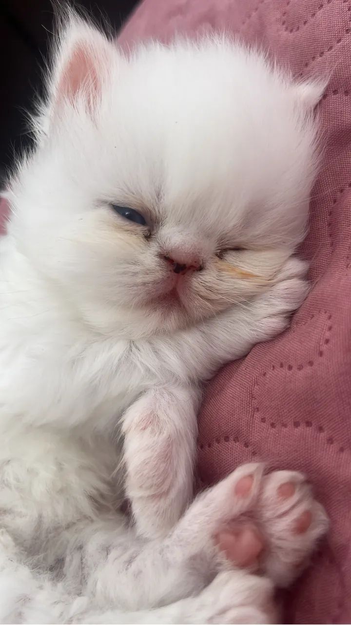 Gatinho Persa  - Foto 2