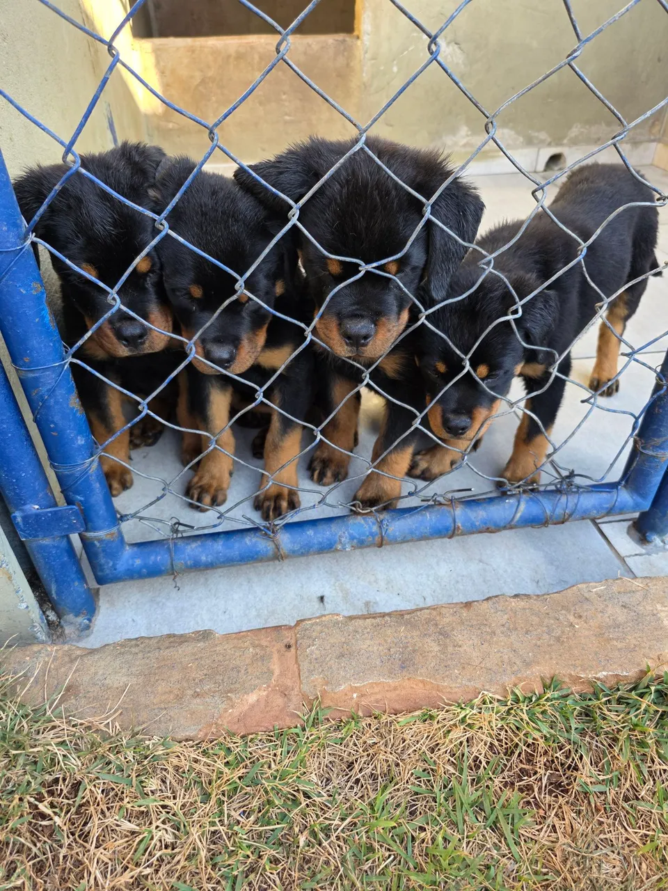 Filhotes de Rottweiler A Venda
