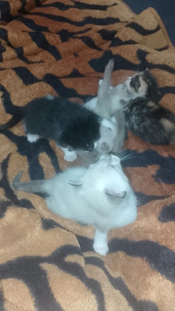 Doa - se Filhotes de Gato - Foto 2