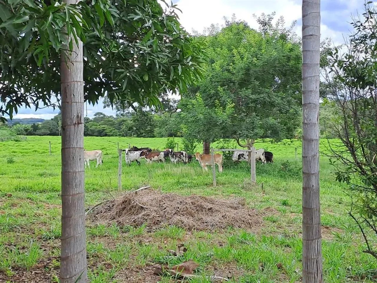 CHACARA 14,3 HA ( 3 ALQUEIRES) MUNICIPIO CALDAS NOVAS GO - Foto 5