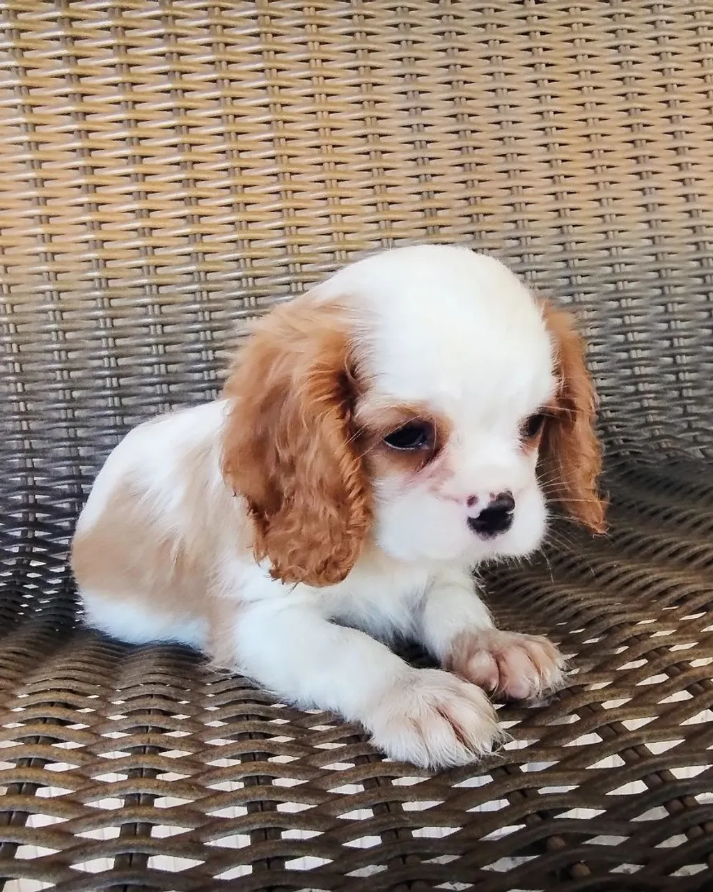 Filhote Cavalier King Charles Spaniel fêmea l - Pelúcia de 4 Patas!