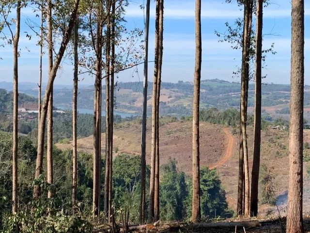 Sitio 6,4 Ha Palmitos - SC - Ao lado ponte rio Uruguay - Foto 5