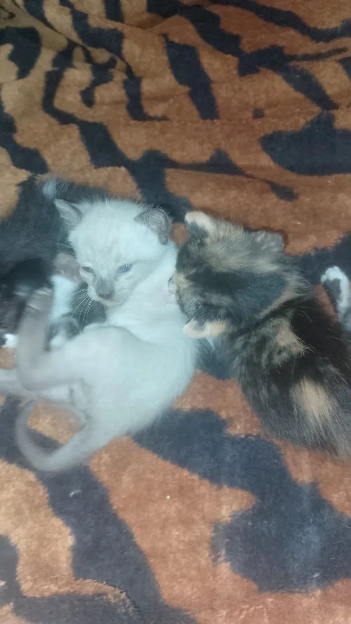 Doa - se Filhotes de Gato