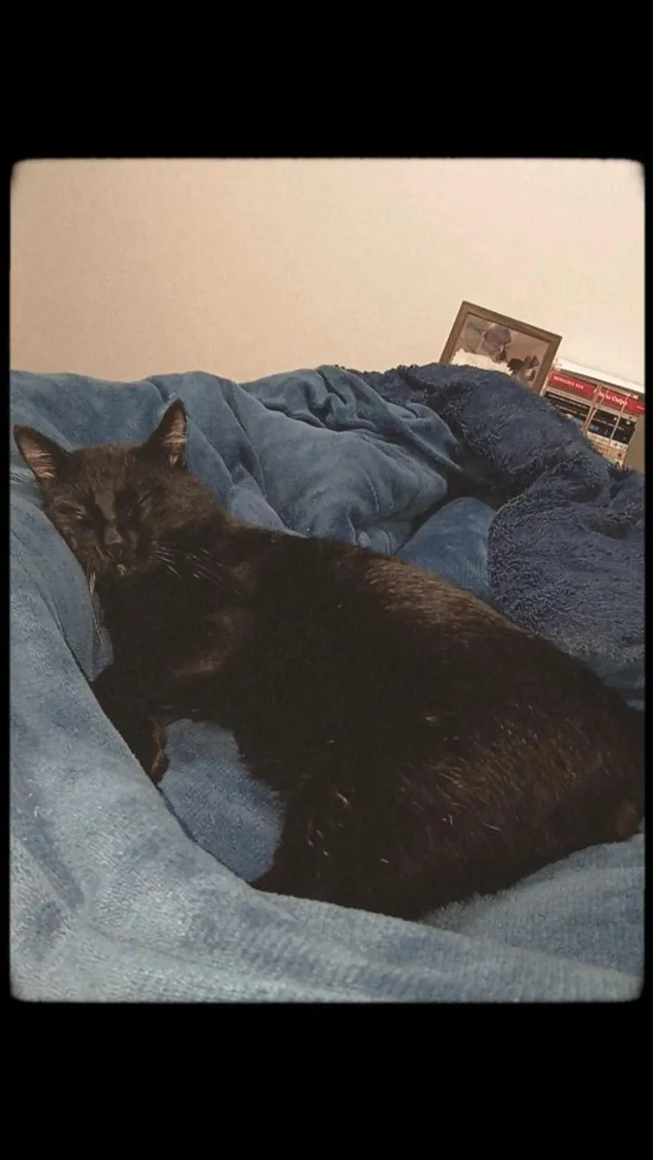 Doa-se gatinho