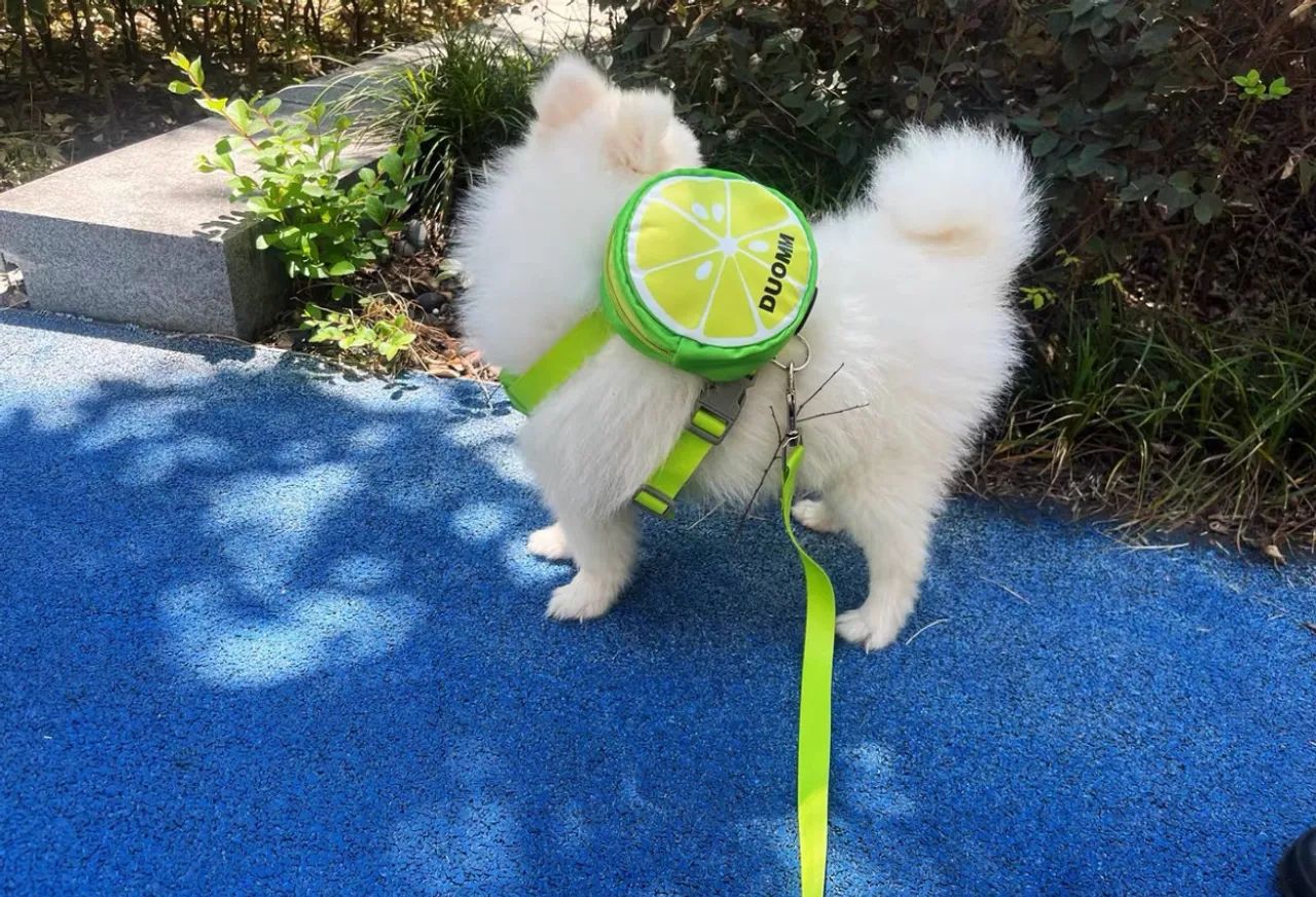 Coleira peitoral com mochila pet, cães e gatos - Foto 3