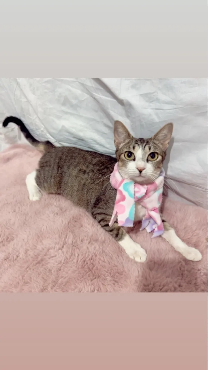 Linda gatinha para doação