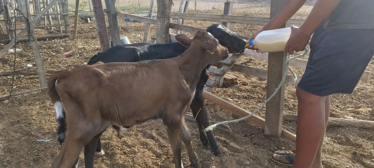 Bezerros de mamadeira  - Foto 2