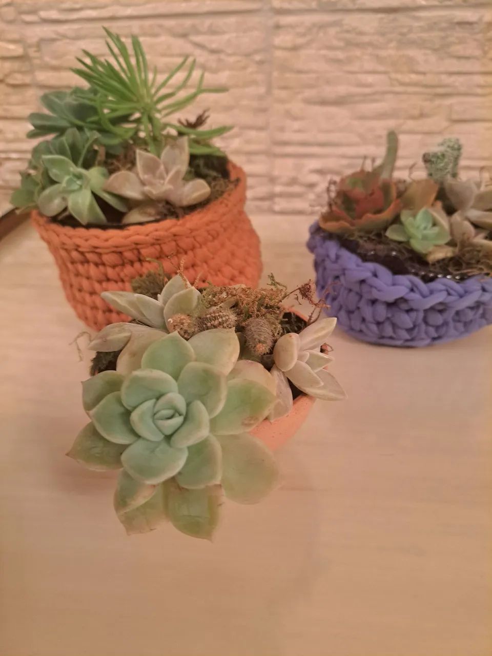 Arranjos de Suculentas em Vasos Decorativos - Foto 4