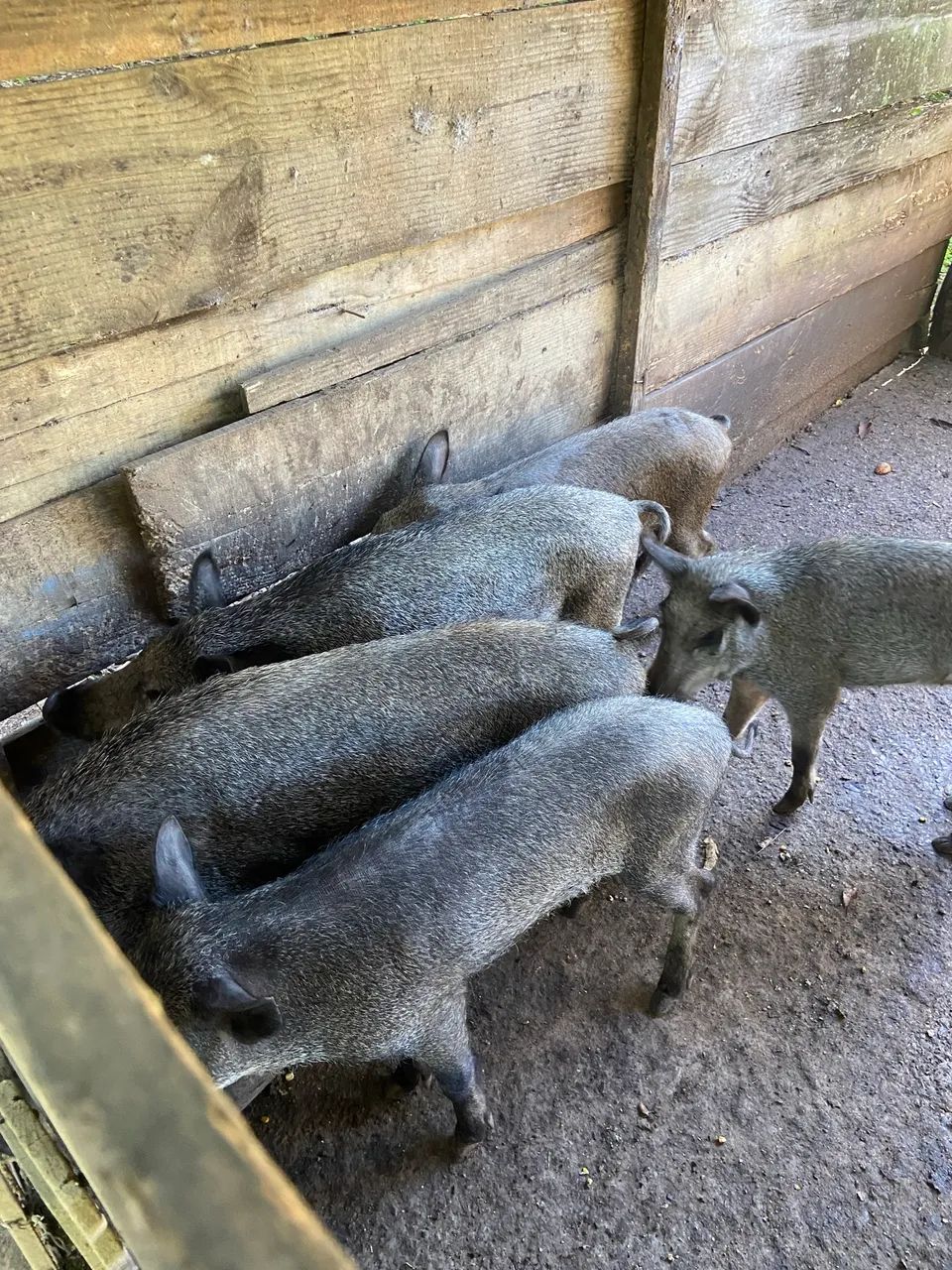 Javali puro de origem - Foto 2