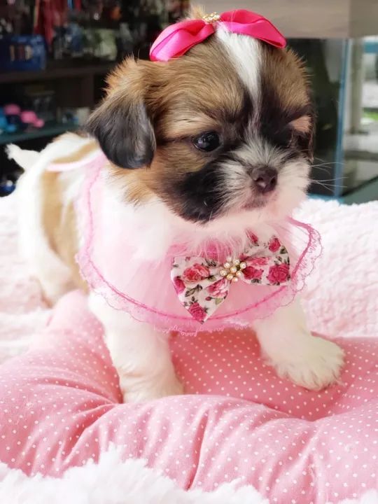 Shihtzu fêmea , seu filhote esta aqui, venha conferir   - Foto 3