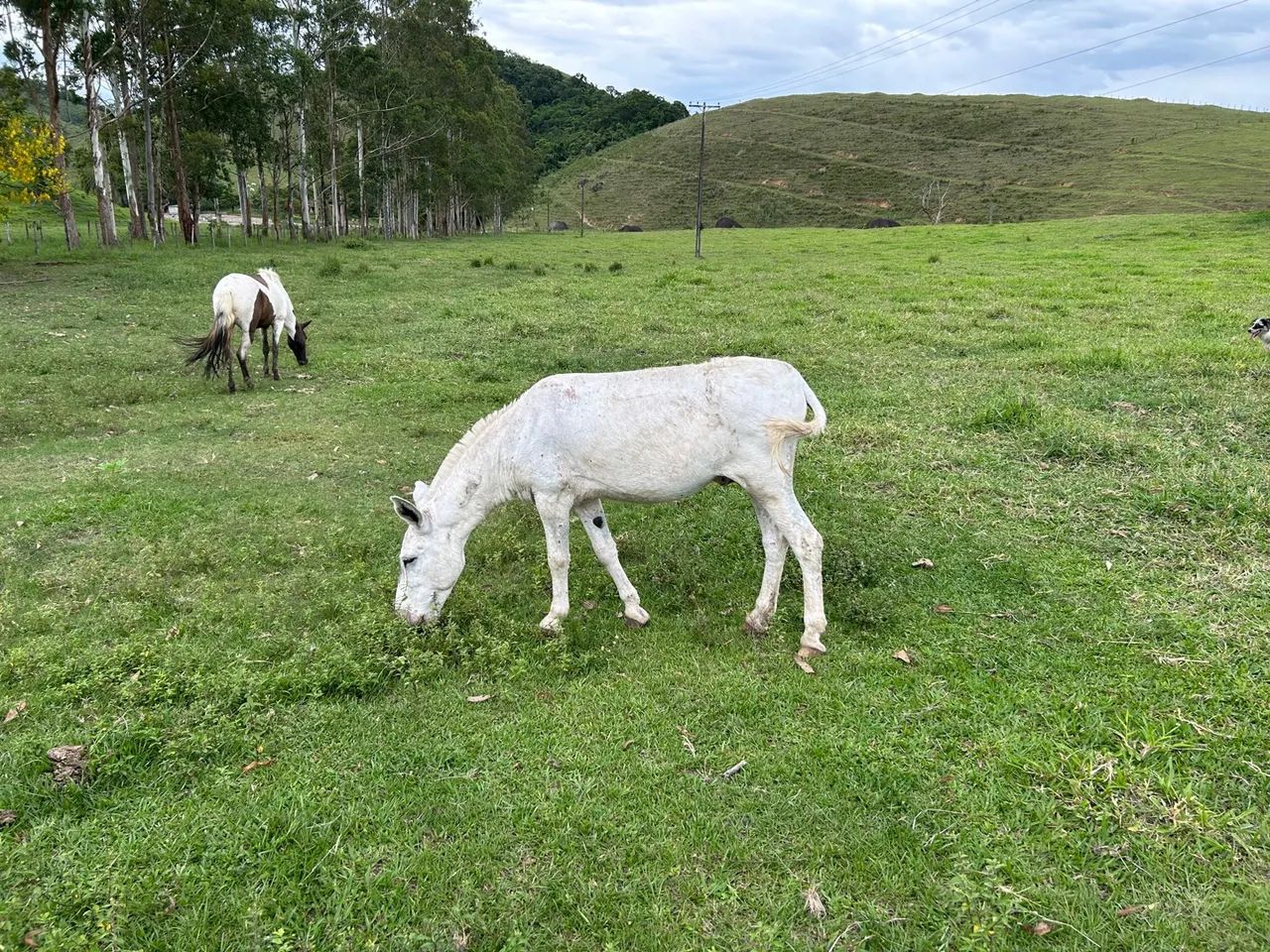 Jumento para cobrir éguas - Rio Bonito, RJ - Foto 4