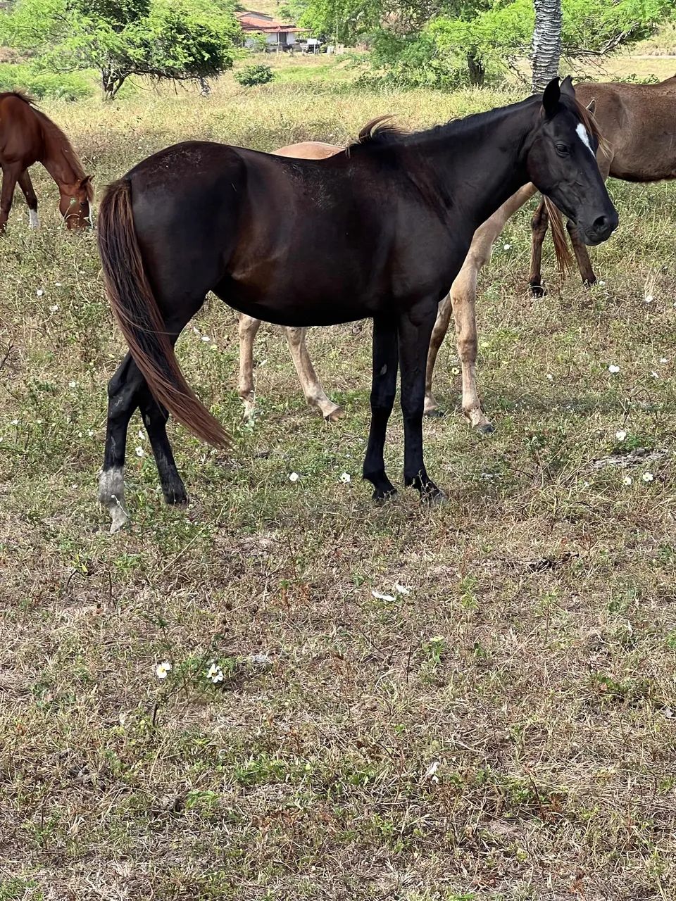 Vendo 2 anos Neta de Kadar  - Foto 2