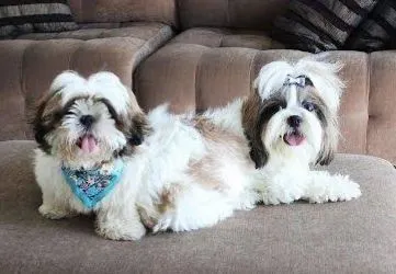 Vendo fêmeas shih Tzu (3 anos 10 meses)
