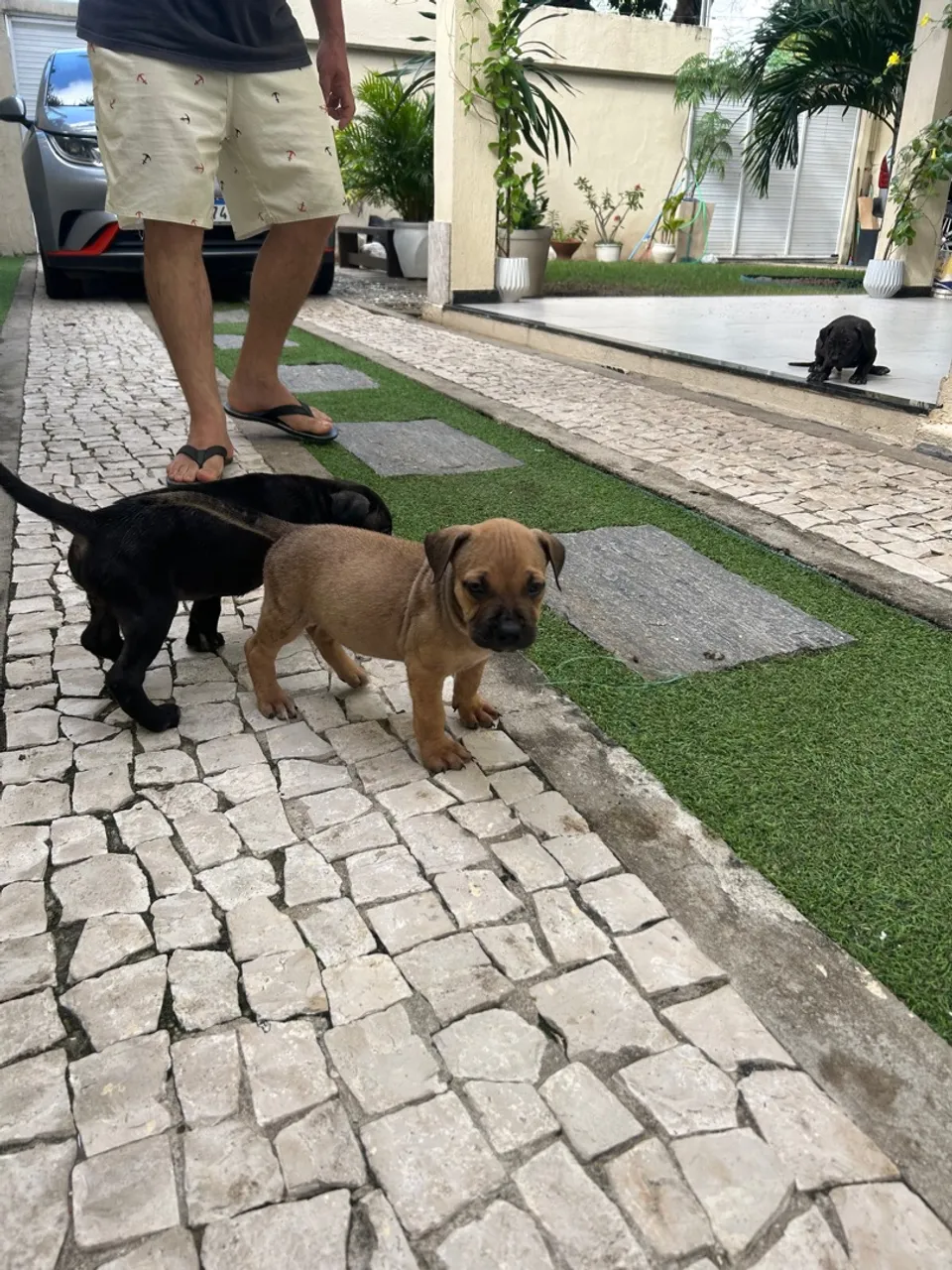 Filhotes Cane Corso com pitbull 