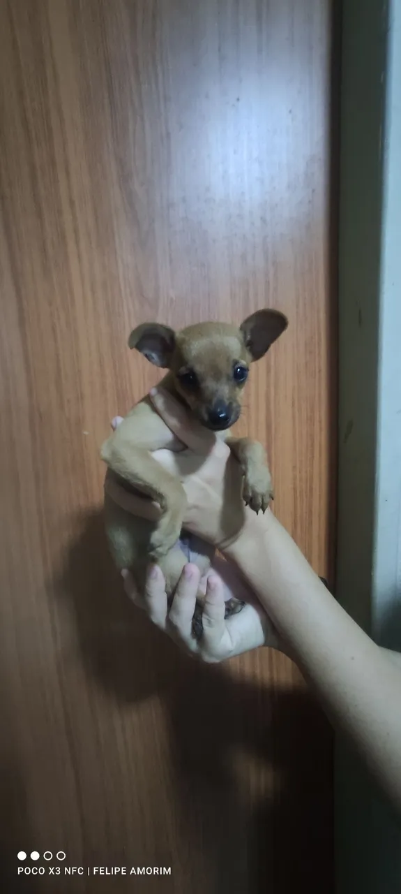 Filhote de Pinscher macho