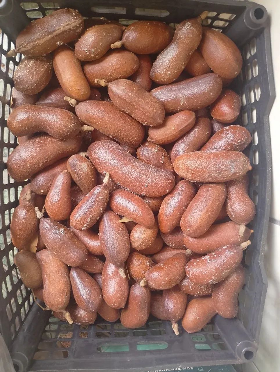 Vendo jatobá 64319179055490120