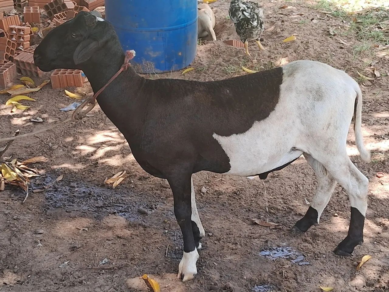 Carneiro ótimo reprodutor  - Foto 2