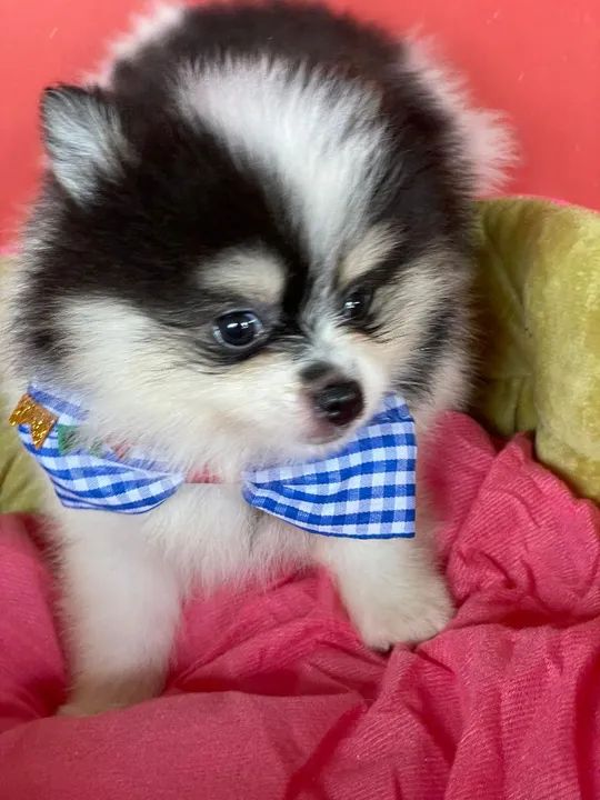 Filhote de lulu anão  - Foto 6