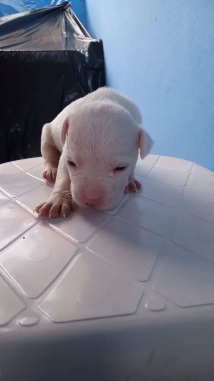 Filhote de Pitbull  - Foto 2