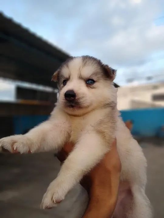 Filhote husky  siberiano - Foto 2