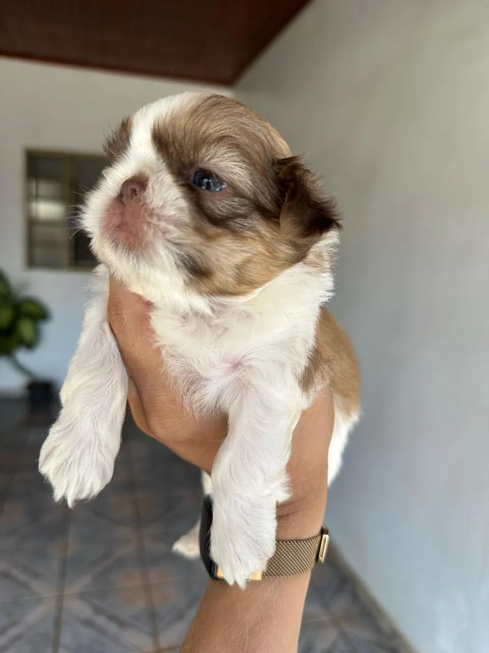 Filhote Shih Tzu Macho - Pelúcia de 4 Patas!