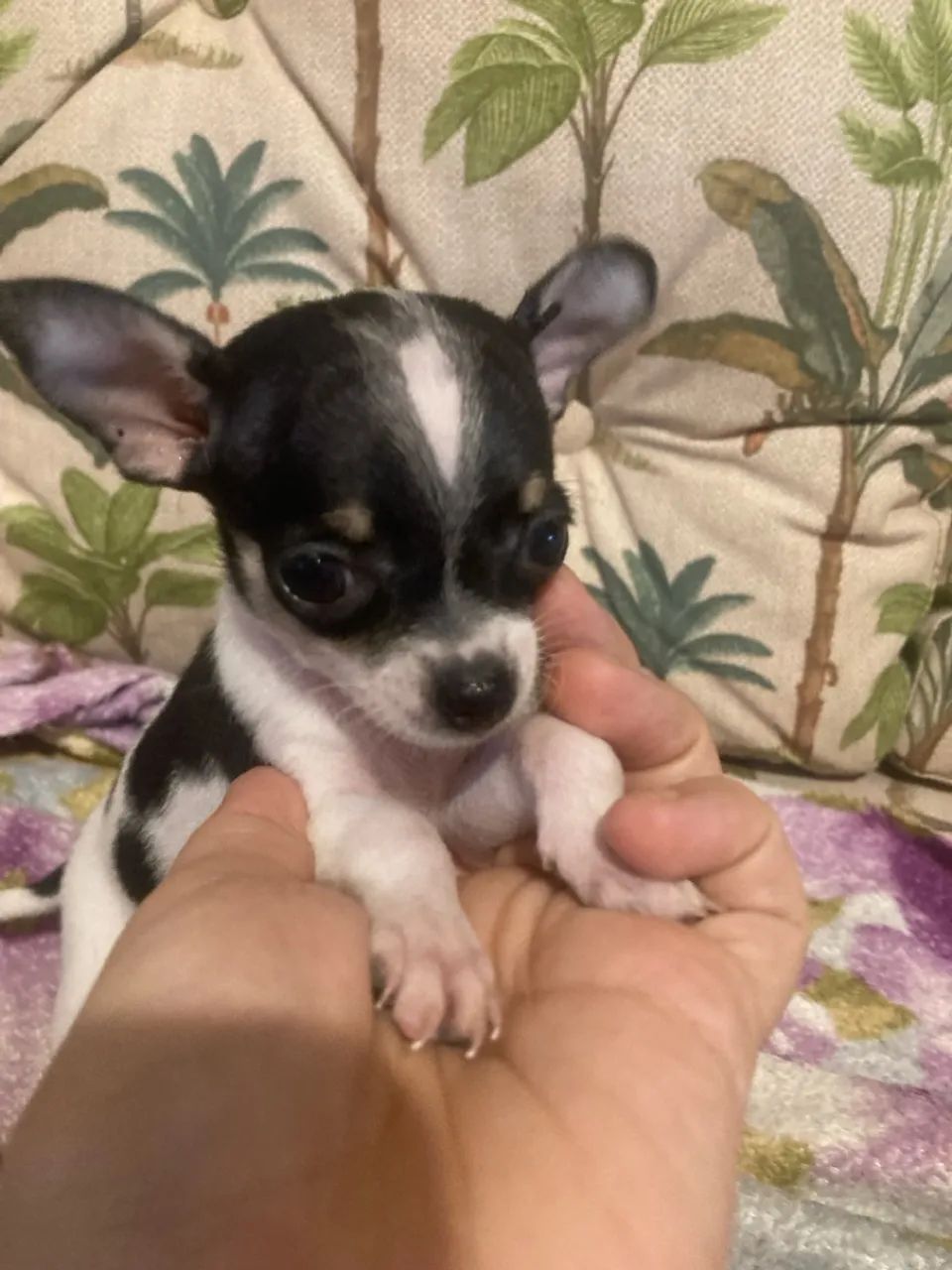 Chihuahua mine disponível 