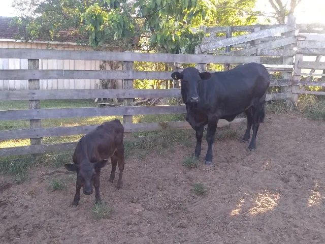 Vaca e terneiro - Foto 5