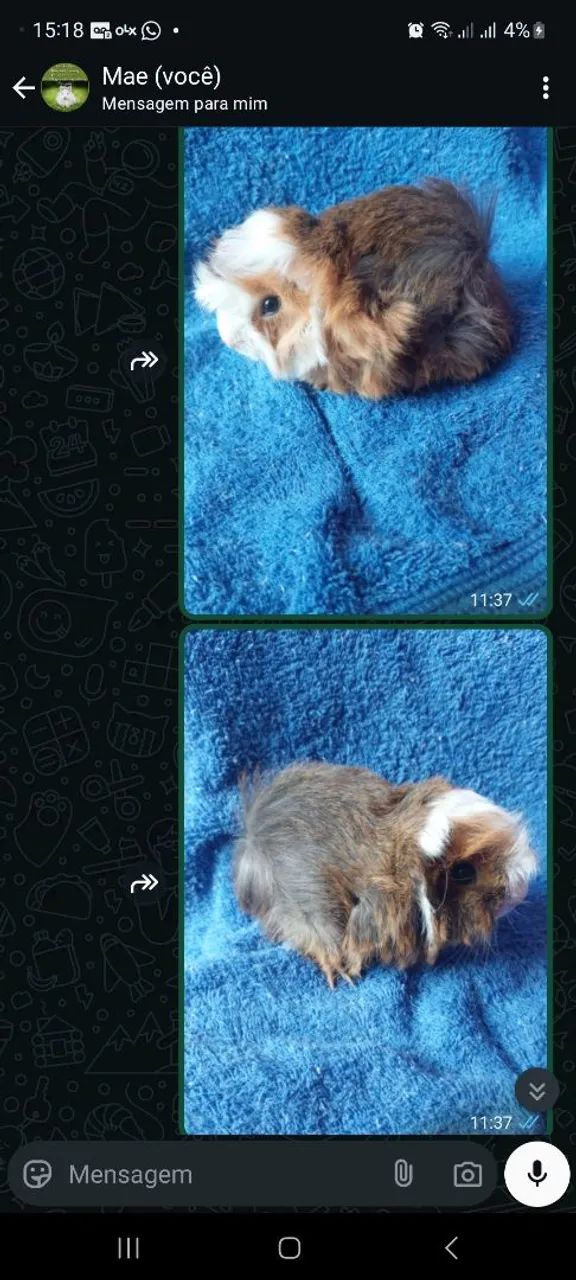 Porquinho da india raça peruano  - Foto 2