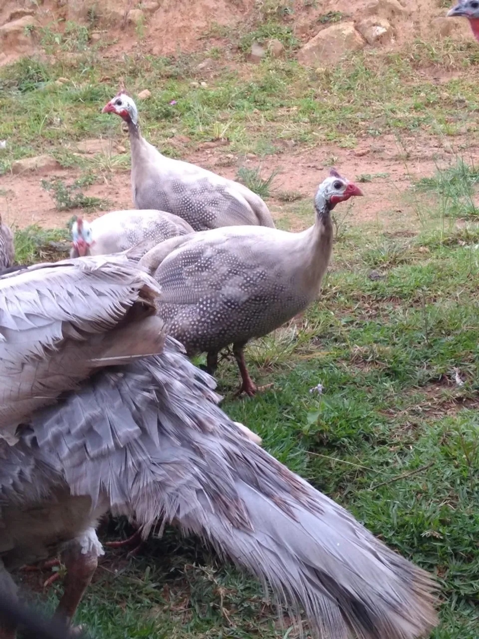 Galinha da Angola 