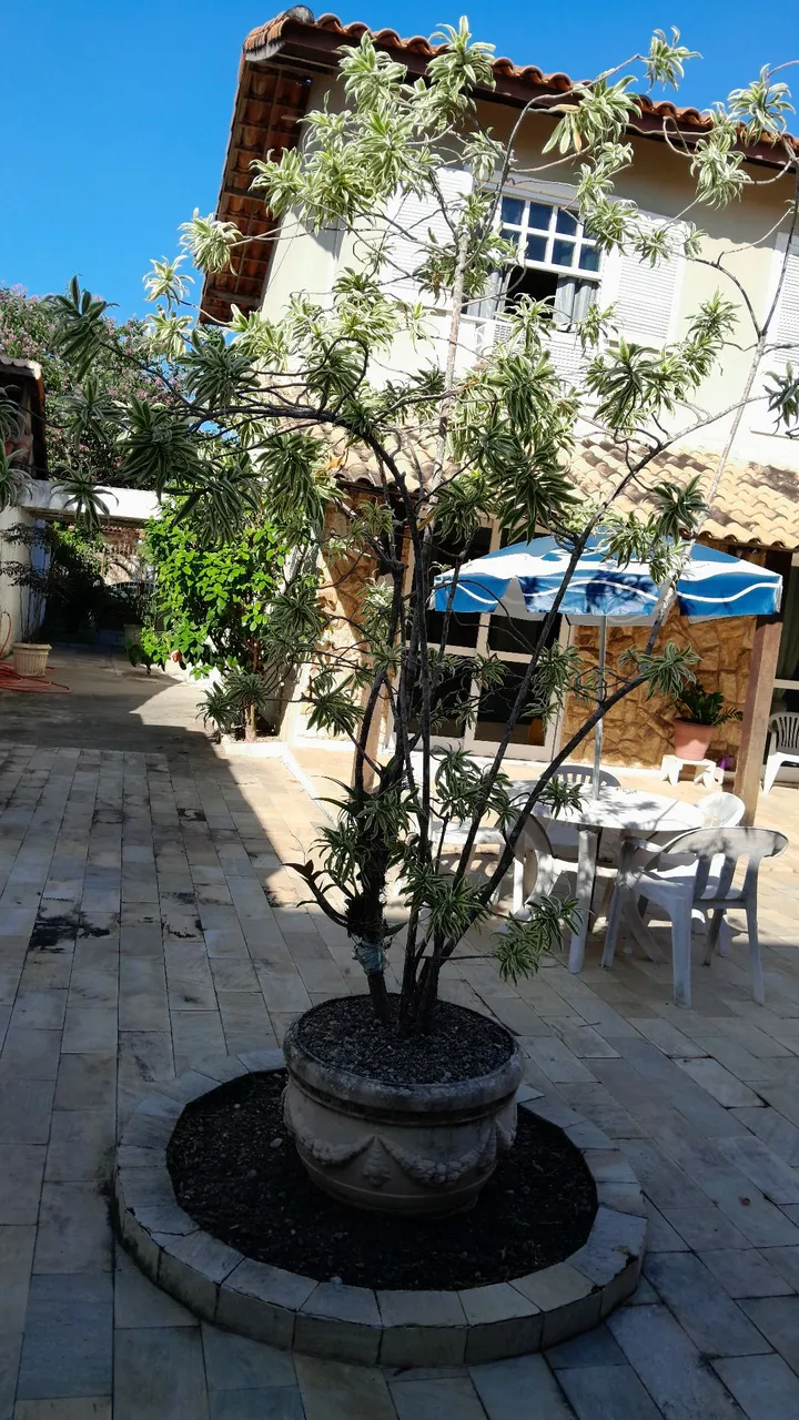 Vaso de planta grande com planta ornamental