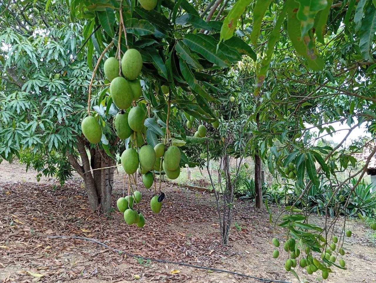 Chácara 10 min Parque Municipal,Aceita Imovel até 120 .000 e volta Diferença!!! - Foto 8